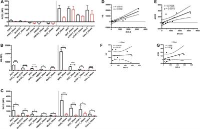 Heparan Sulfate Facilitates Spike Protein-Mediated SARS-CoV-2 Host Cell Invasion and Contributes to Increased Infection of SARS-CoV-2 G614 Mutant and in Lung Cancer